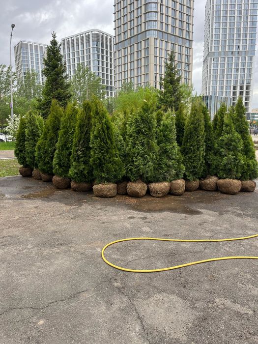 Озеленение територии