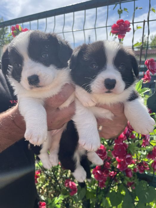 Щенки вельш корги