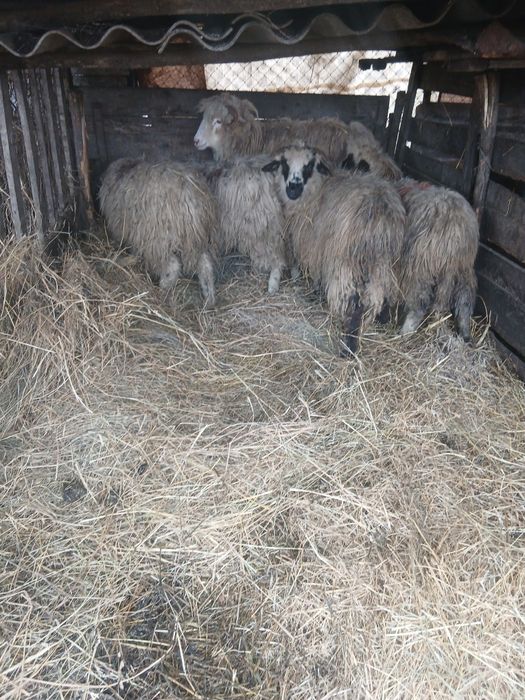 De vânzare 5 cârlane preț 500 lei bucata una cu alta  2500 lei toate 5