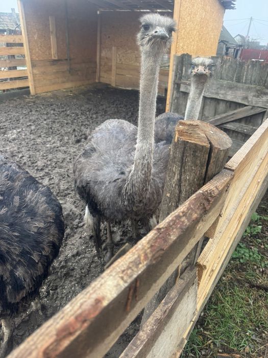 Vand  2 familii de struti