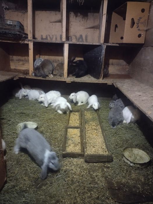 Срочно продам кроликов