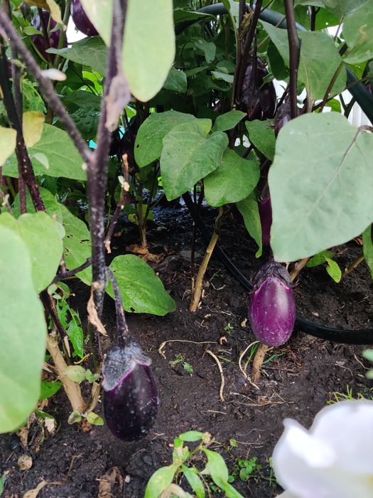 Продам дачу в обществе дружба