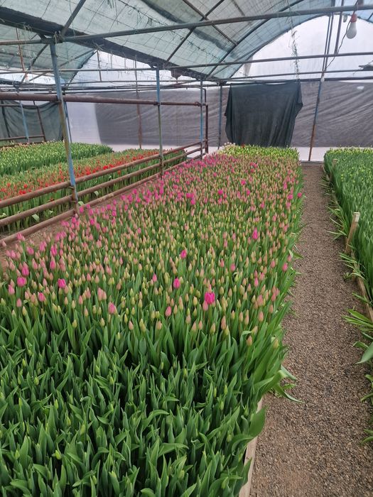 Тюльпаны местные оптом