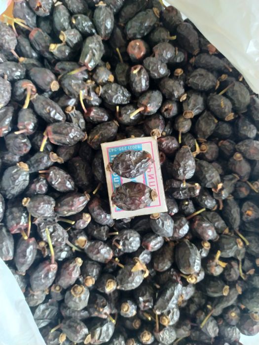 Шиповник горный, "шоколад"