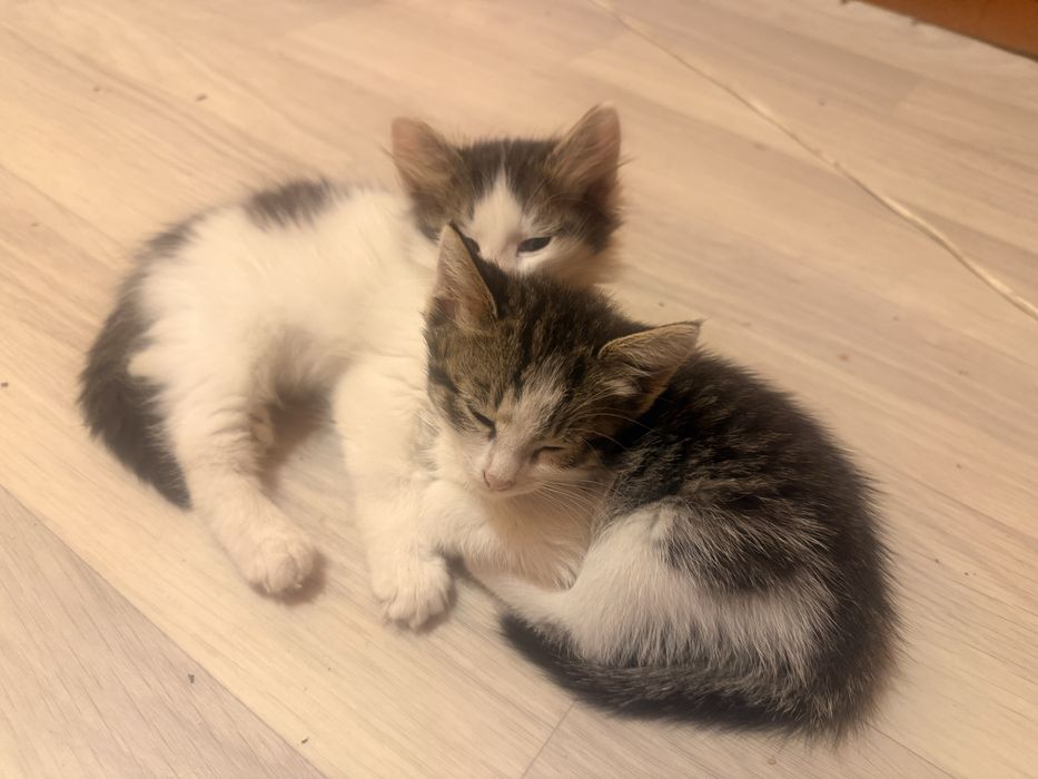 Отдам в добрые руки котят! Игривые, веселые. 3 девочки один мальчик,