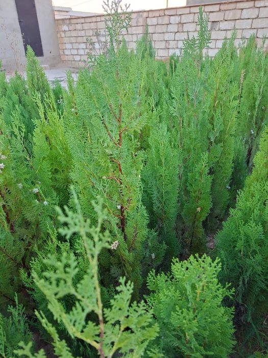 Продам туя высота от 0,60 см — до 1м 20 см