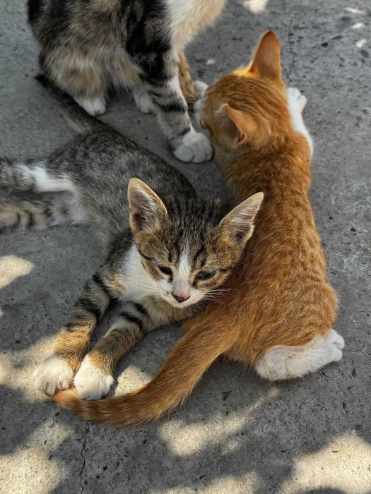Отдам котят даром