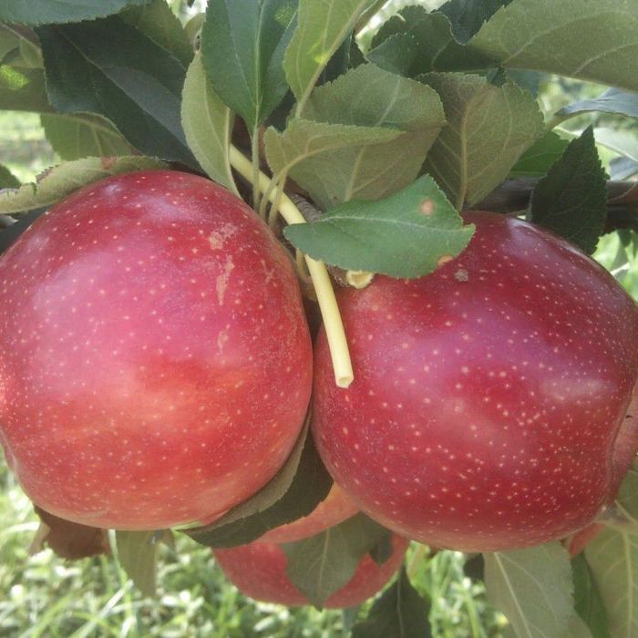 olma gala penklidi kochatlar bor