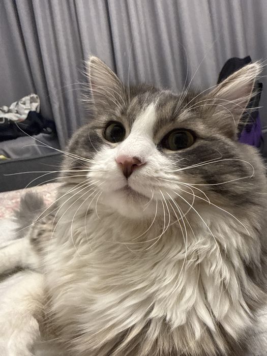 Спаривание кошки-самца