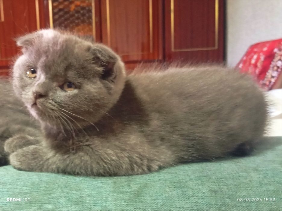 Котята скоттиш фолд/страйт