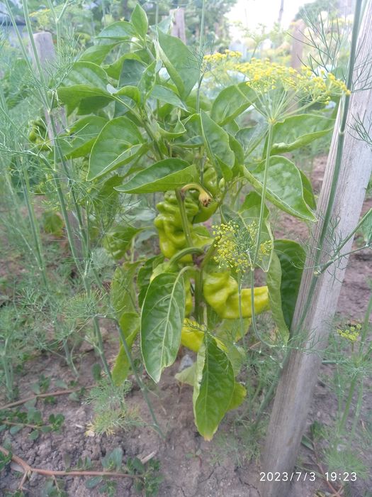 Продам перец острый