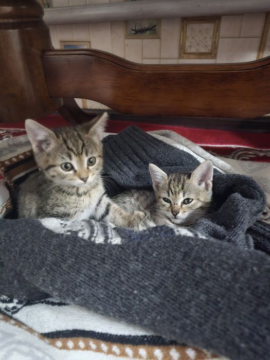 Отдам котят крысоловки