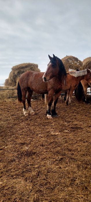 Продам или обмен жеребца