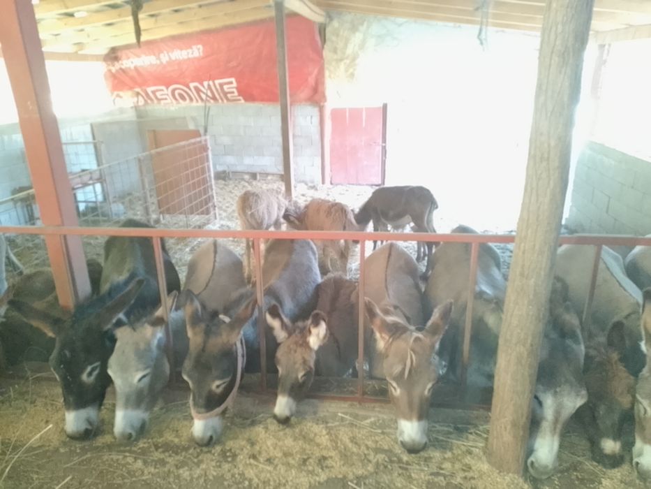 măgărițe cu pui de vanzare