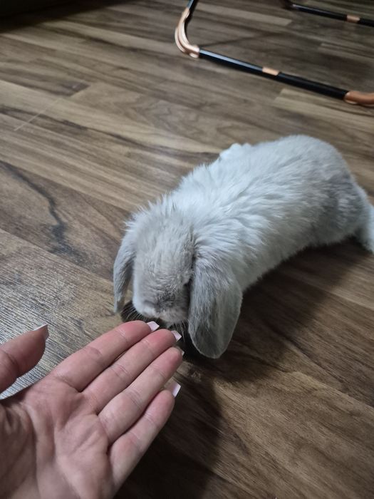 Кроличек минилоп