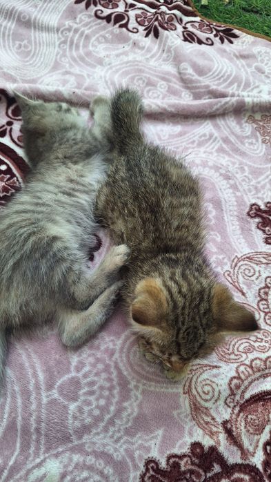 Котёнок/ котята отдам