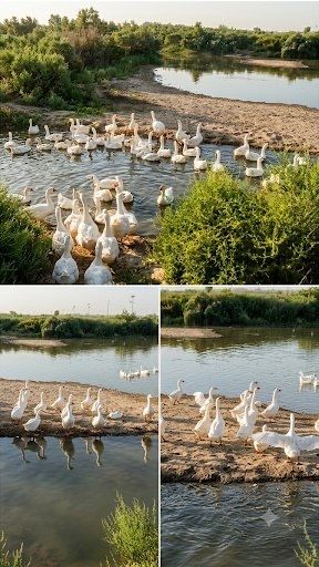 Гуси королевские, Линда, Датский мамут. G'ozlar