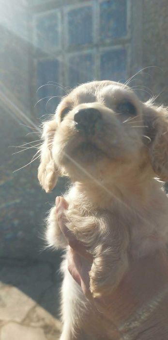 Кокер Шпаньол...