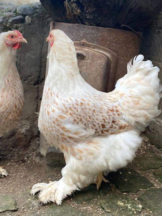 Брама белое золото