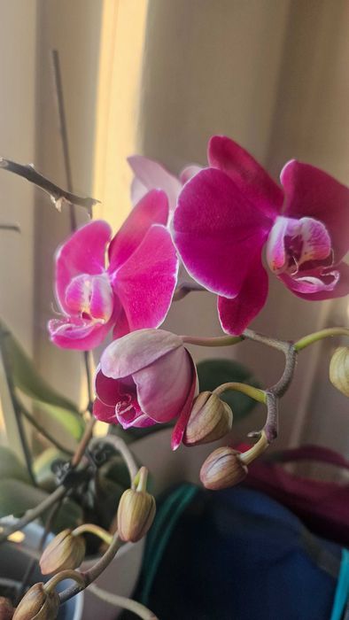 Продавам цветя от личната си колекция