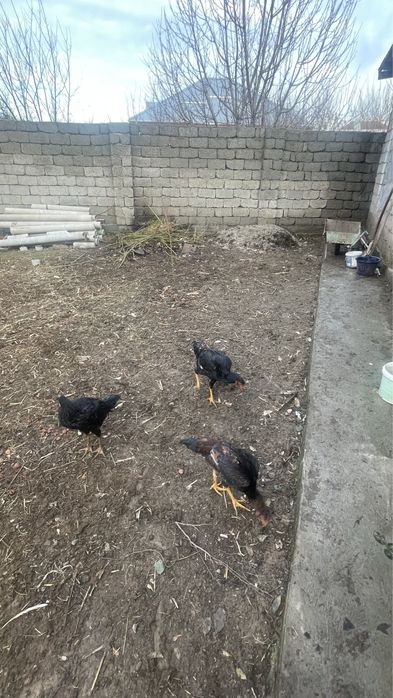 Дакан сентябрьде ашылған 3 шоже