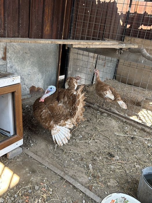 продам семью индюков