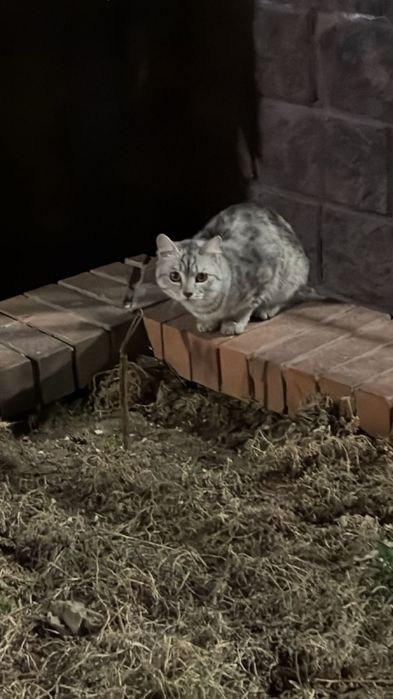 Отдам Котенка в добрые руки