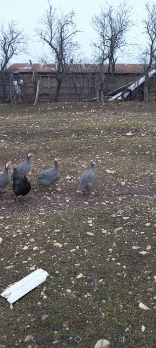 Vănd familie bibilici 3cu1 400lei nu se dau separat