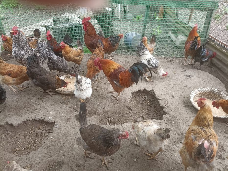 Продам петухов и курей