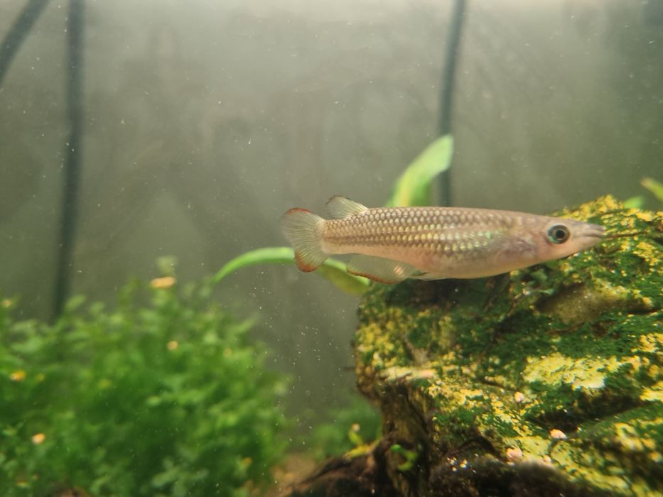 Полосатая щучка (Aplocheilus lineatus) cho‘rtancha baliq (Aplocheilus