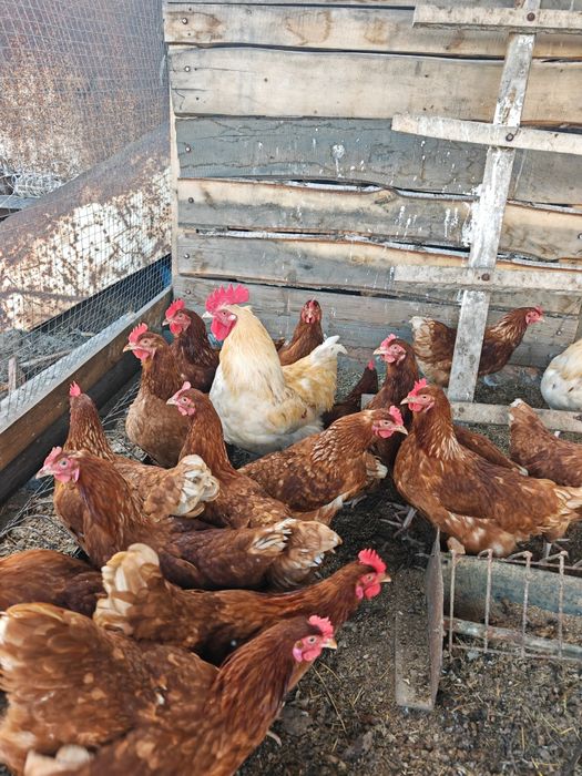 Продам курей 3500