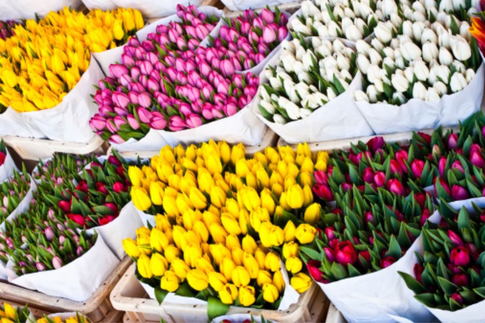 Свежые пюльпаны,вкусные цены, оптом и доставка