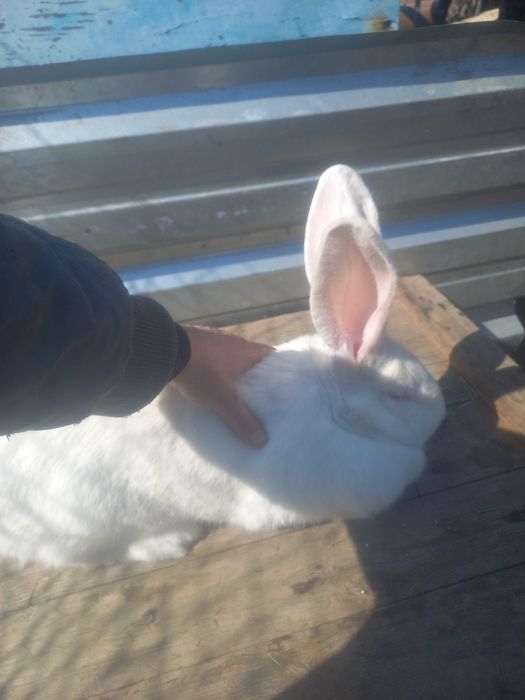 Кролики Фландер ...