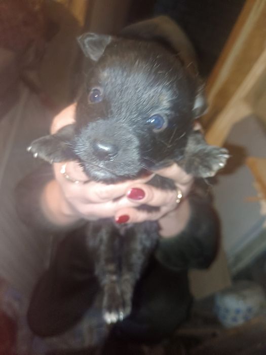 Отдам кутят в добрые руки