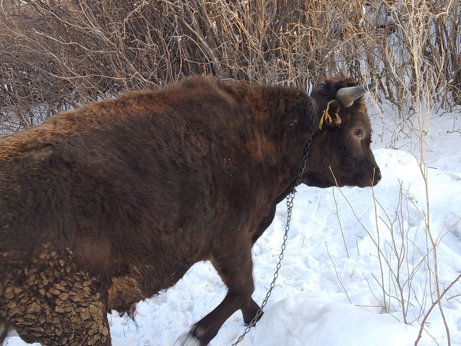 Продам быка, возвраст 1 год