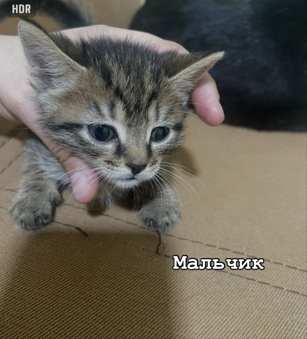 Отдам котят в добрые руки