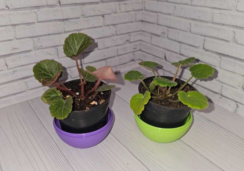 Камнеломка плетеносная, 2 вида