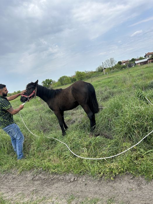 Женски кон ………..