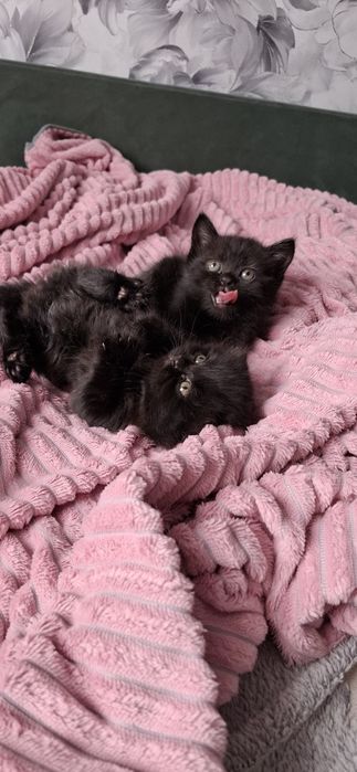 Шотландский котёнок страйт