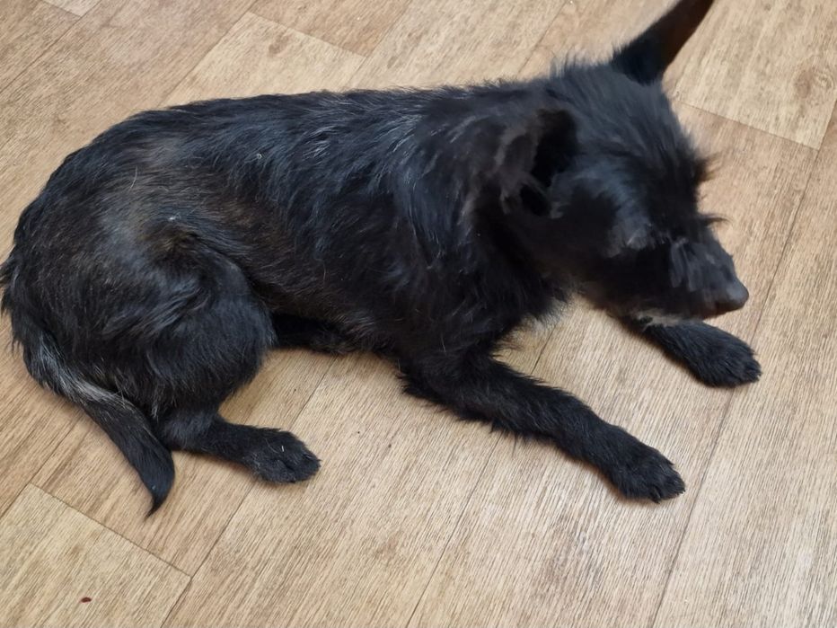 Стерильная девочка  звоночек