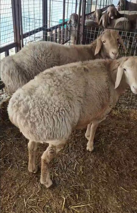 Zotdor Arashan Qo'chqor sotiladi.