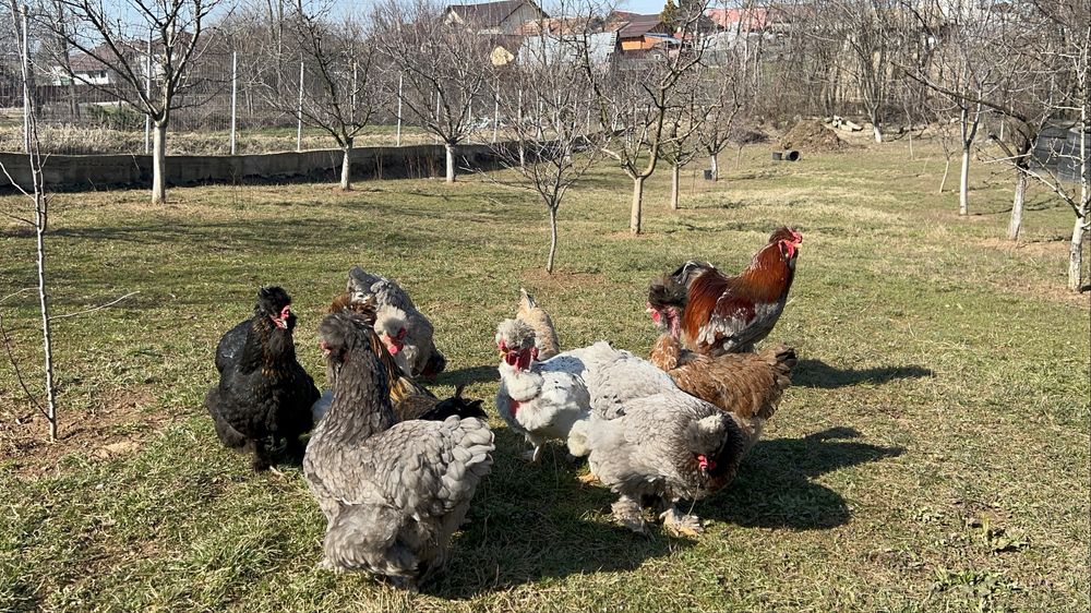 Oua incubat gaini motate, incaltate, gat golas