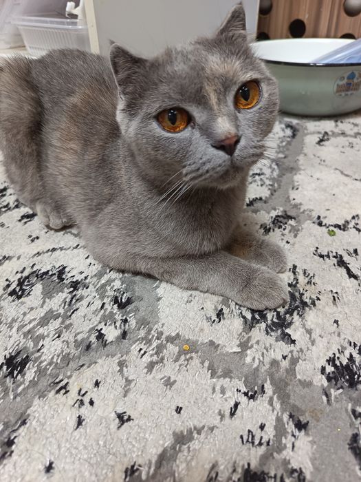 Scottish Fold  qizbola mushugi