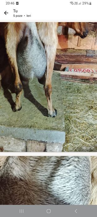 Vând iezi metis anglo nubian de prasilă