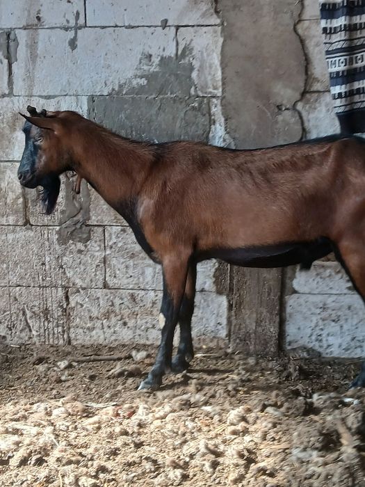 Alpin francez  de vanzare