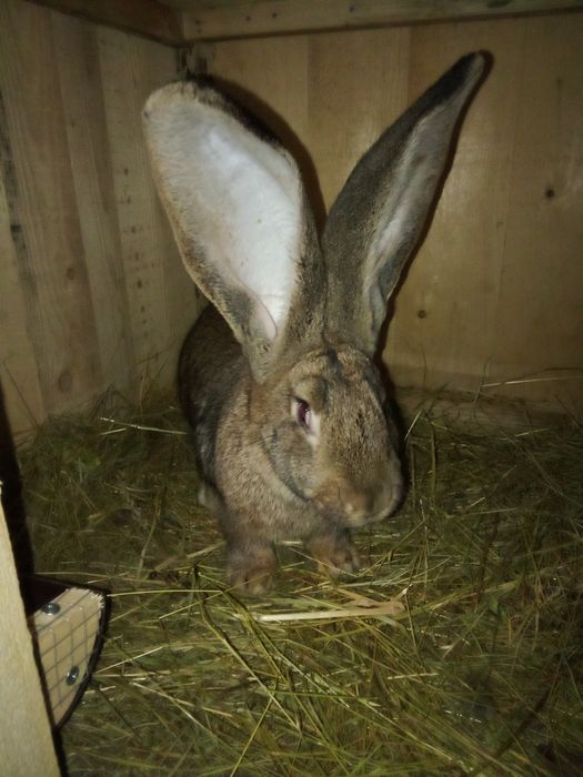 Продавам зайци Великани