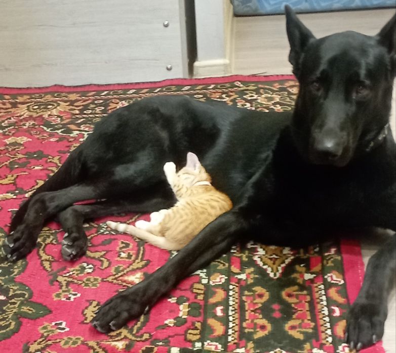 Вязка Восточно-европейская Овчарка КОБЕЛЬ