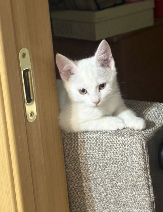 Отдам котенка 3 месяца