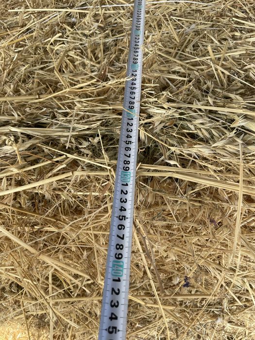 Срочно продам СЕНА