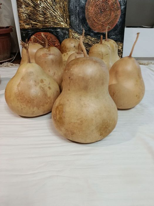 Продаю декоративные тыквы лагенария